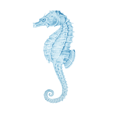icono caballito